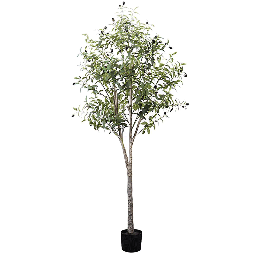 Large Olive Tree