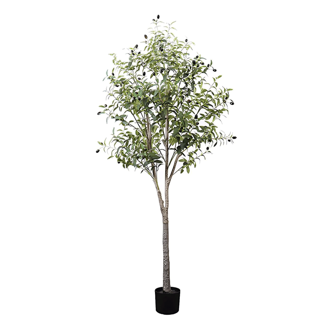 Olive Tree