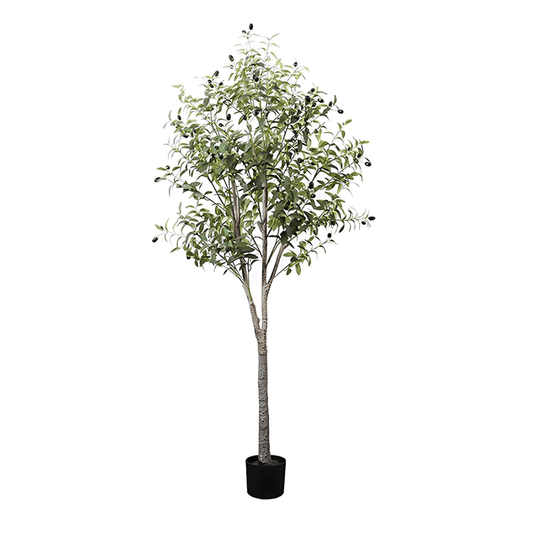 Olive Tree