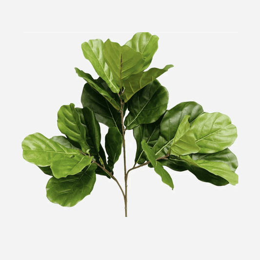 Planta Pandurata