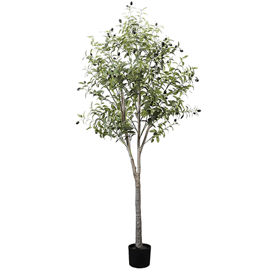 Planta Olivo Grande